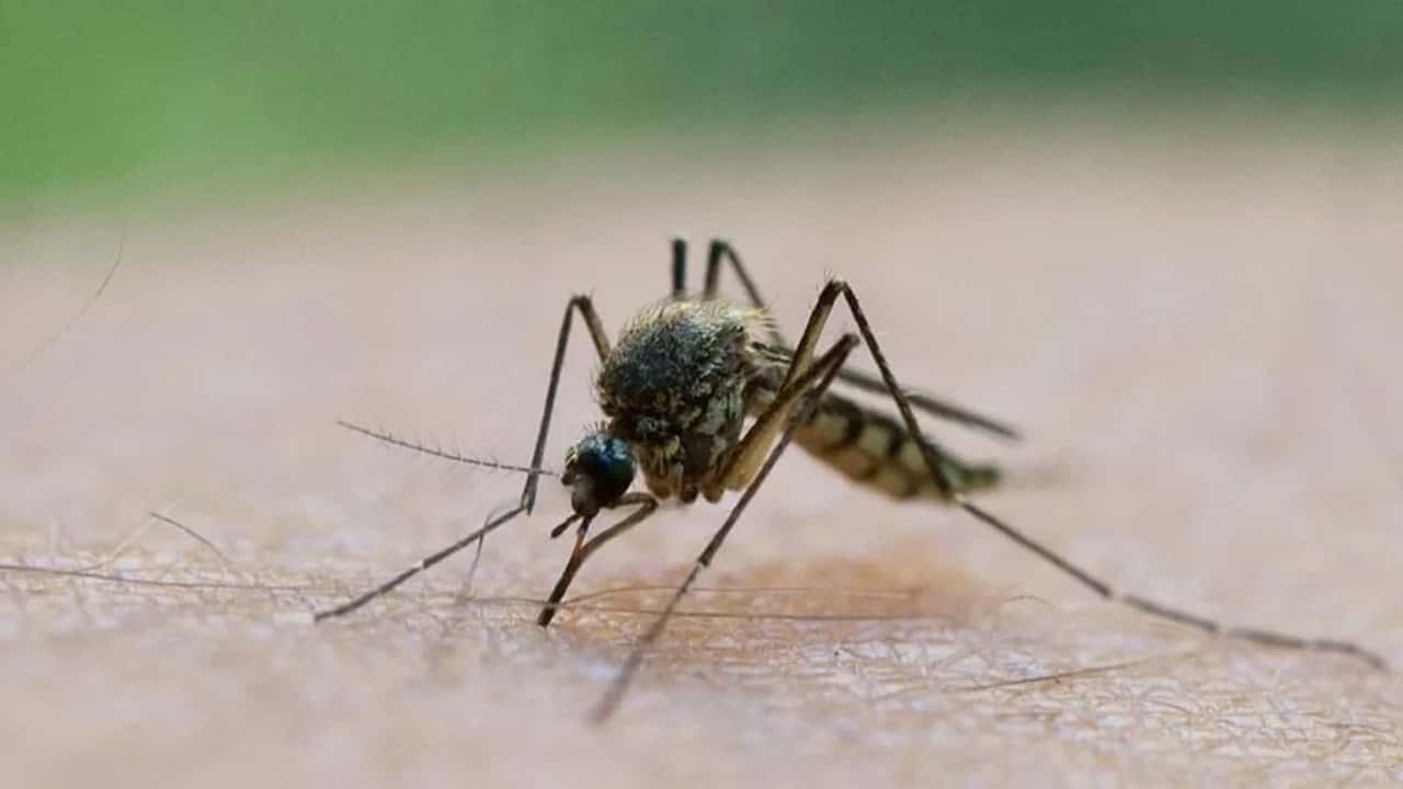 Afrika’da Sıtma Alarmı: Etiyopya’da Can Kaybı Artıyor