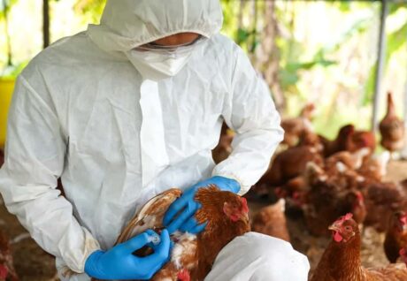 Çin’den Gelen Mutasyona Uğramış Kuş Gribi Türü Küresel Pandemi Endişelerini Artırıyor