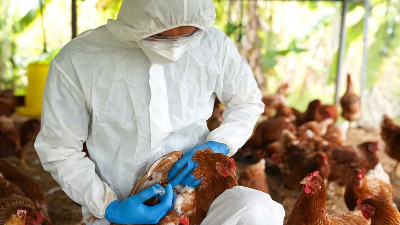 Çin’den Gelen Mutasyona Uğramış Kuş Gribi Türü Küresel Pandemi Endişelerini Artırıyor