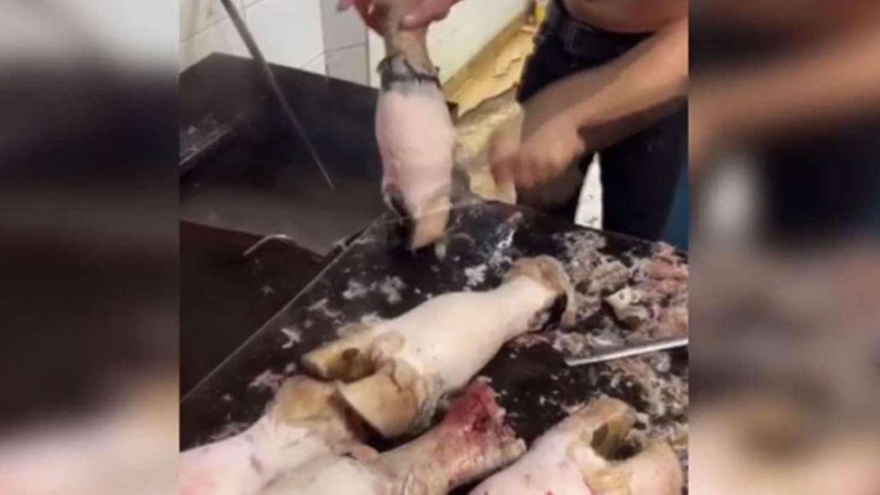 Adana’da Hijyenik Olmayan Sakatat İşletmesi Mühürlendi